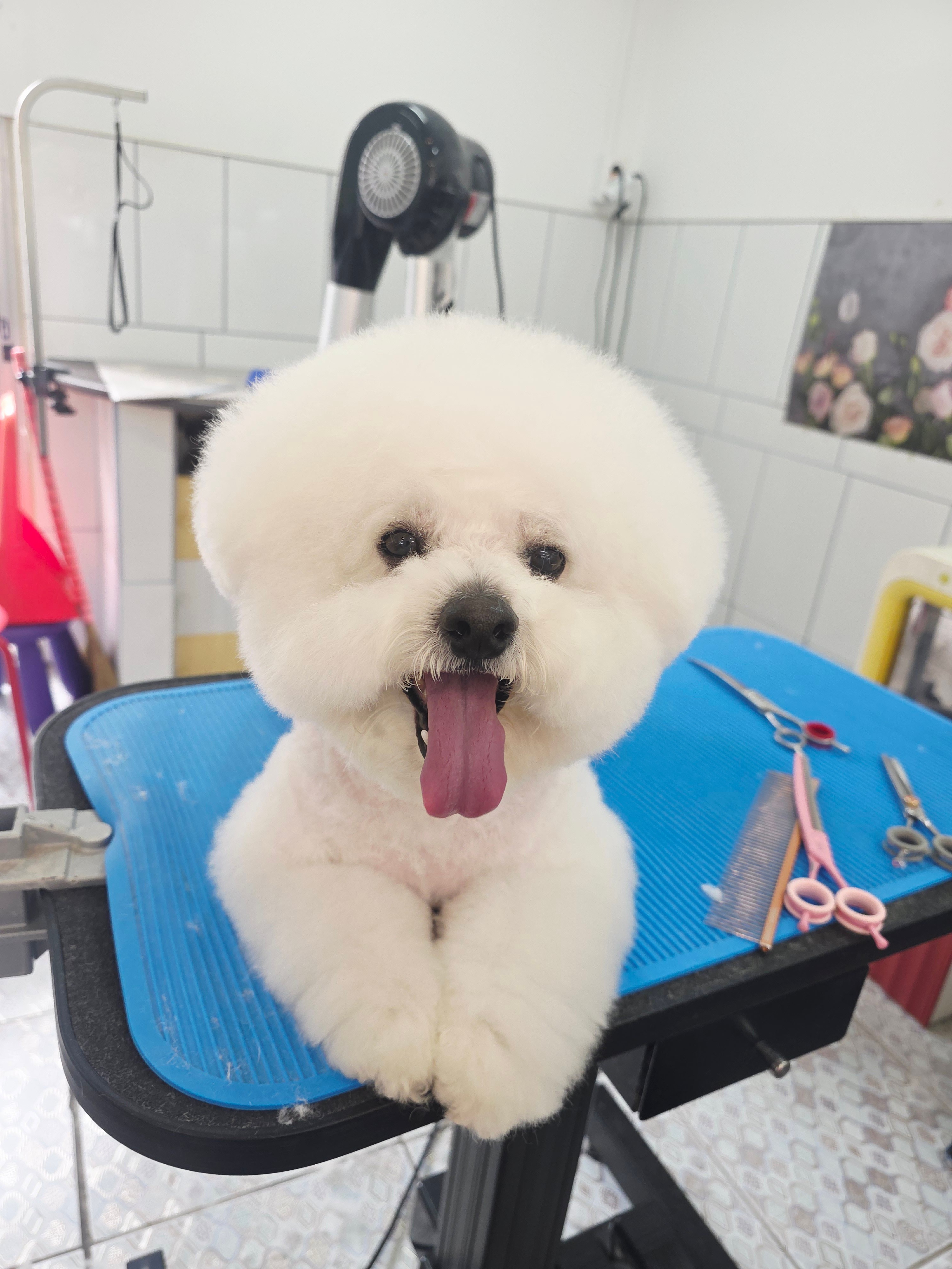 남창 덕신 애견샵 빼꼼 강아지미용실 대표 이미지