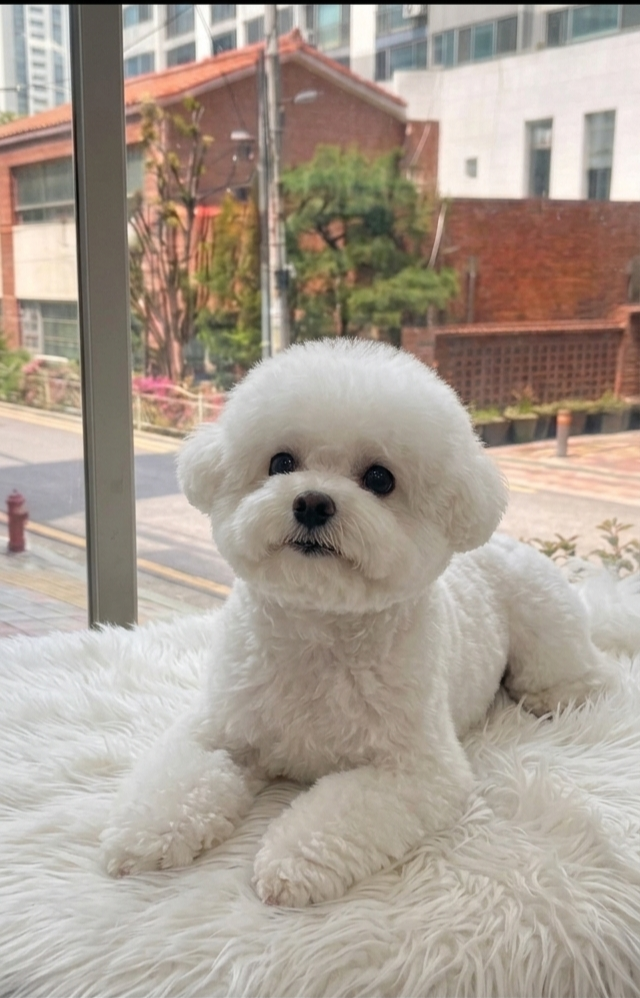 멍개구름