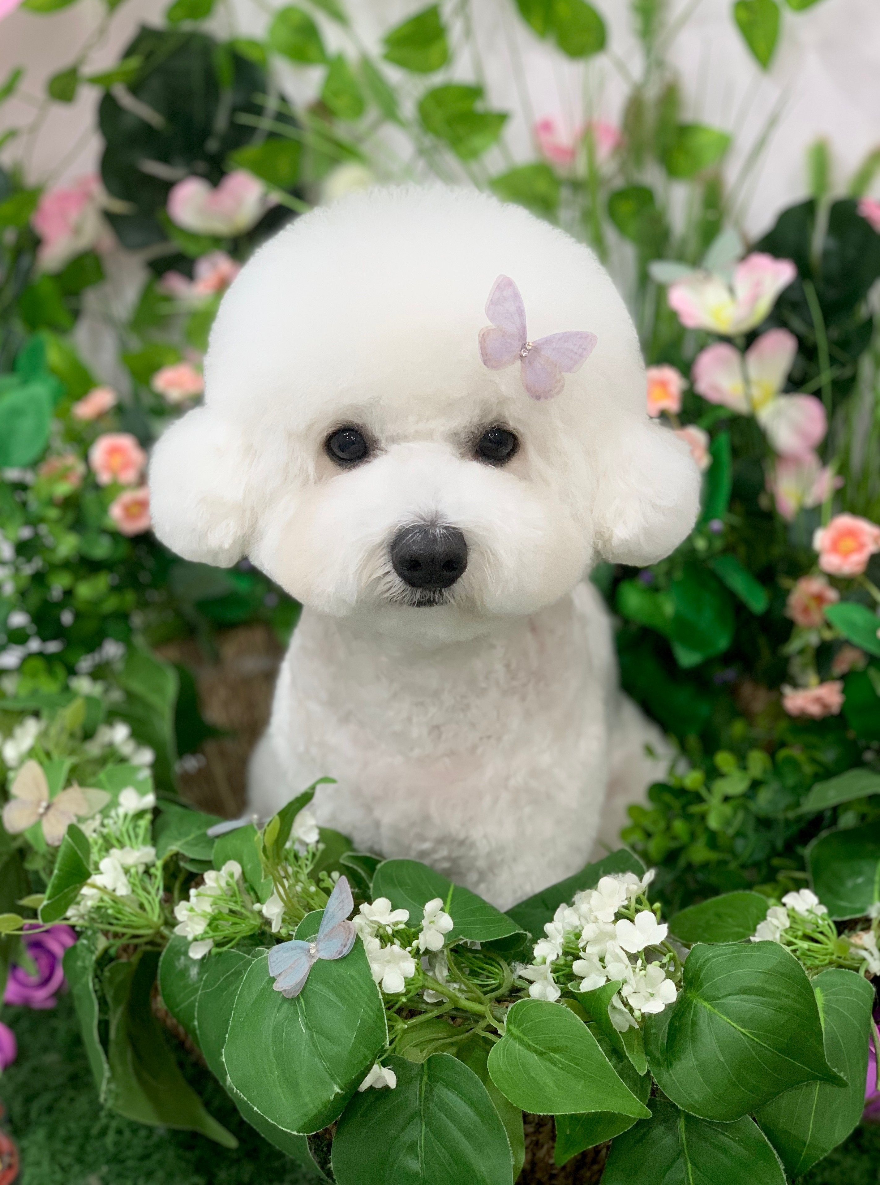 다온그루밍 대표 이미지