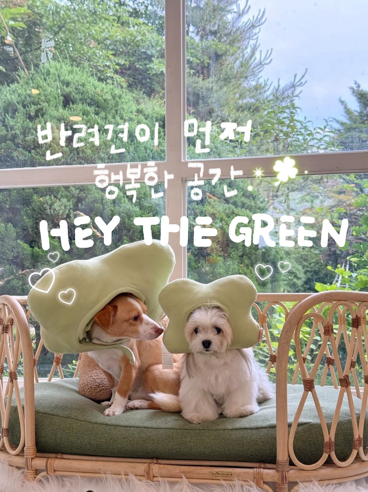 헤이더그린