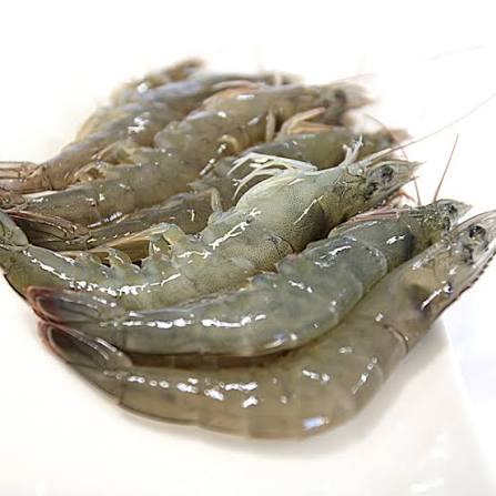 청춘활어