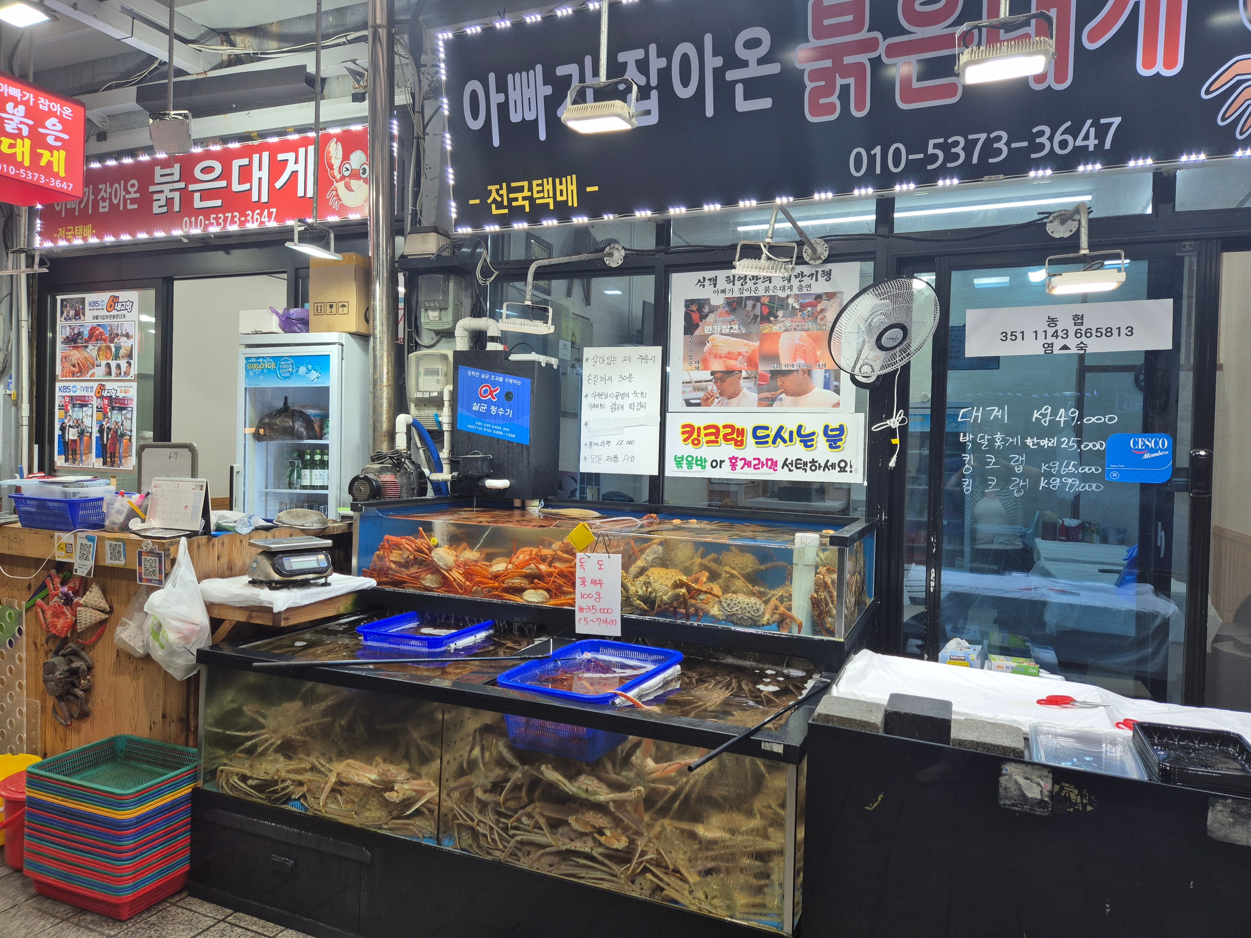 아빠가잡아온붉은대게