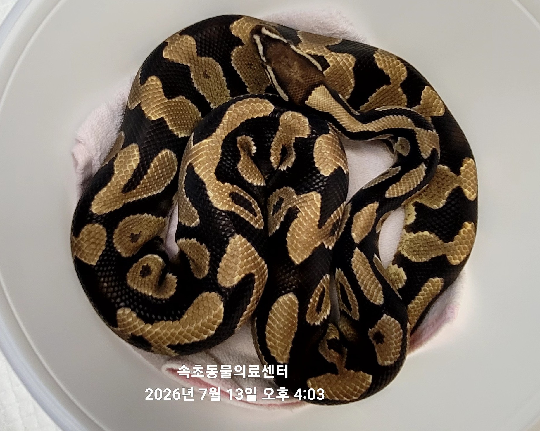 속초동물의료센터
